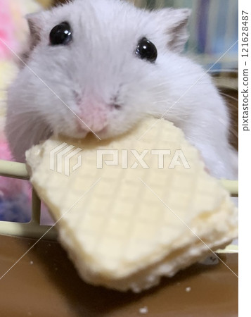 倉鼠吃米飯 121628487