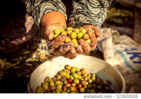 Olives are collected to make olive oil 121628526