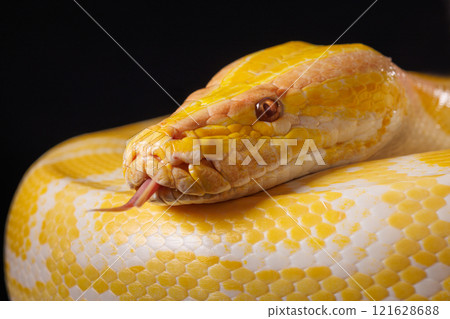 Close-up of a yellow python against a black background showing its brightly colored scales, Tree Snake. 121628688