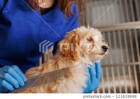doctor veterinarian combs the dog's hair with a special brush, comb for animals, animal care. 121628698