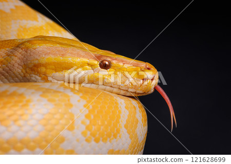 Close-up of a yellow python against a black background showing its brightly colored scales, Tree Snake. Close-up of a yellow python against a black background showing its brightly colored scales, Tree Snake. 121628699
