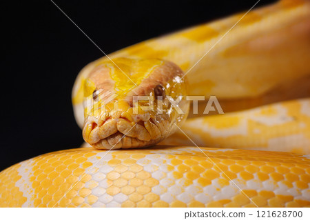 Close up of golden yellow python with tongue hanging out on black background. tree snake. Close up of golden yellow python with tongue hanging out on black background. tree snake. 121628700