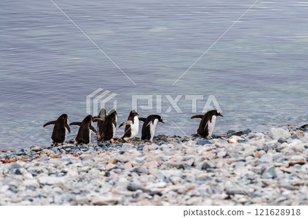 Gentoo Penguin colony on Cuverville island 121628918