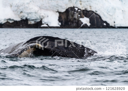 Tail of a humpback whale in the Antarctic 121628920