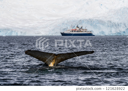 Tail of a humpback whale in the Antarctic Tail of a humpback whale in the Antarctic 121628922