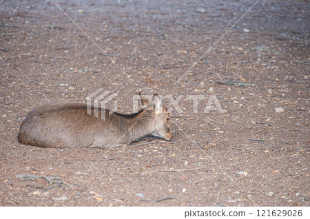 Deer sitting on the ground, Nara Park Deer sitting on the ground, Nara Park 121629026