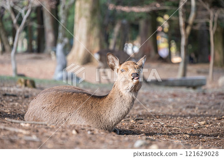Deer sitting on the ground, Nara Park 121629028