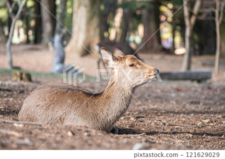 鹿坐在地上，奈良公園 121629029