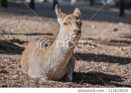 A female deer sitting and relaxing on the ground in Nara Park 121629034