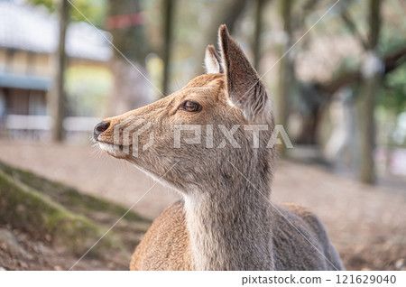 Deer (female) Nara Park 121629040