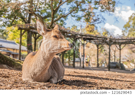 A female deer sitting and relaxing on the ground in Nara Park A female deer sitting and relaxing on the ground in Nara Park 121629043