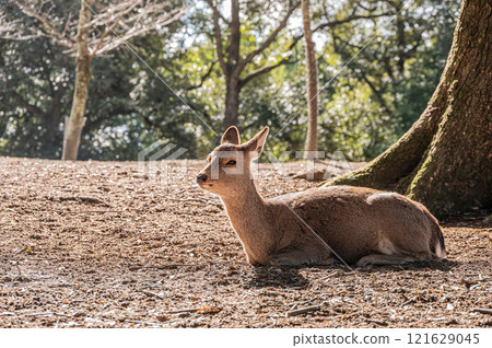 A female deer sitting and relaxing on the ground in Nara Park A female deer sitting and relaxing on the ground in Nara Park 121629045