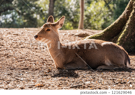 鹿（女）坐在地上放鬆，奈良公園 121629046