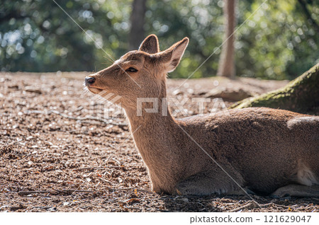A female deer sitting and relaxing on the ground in Nara Park 121629047