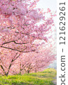 Kawazu cherry blossoms in full bloom 121629261