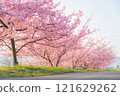 Kawazu cherry blossoms blooming on the bank 121629262