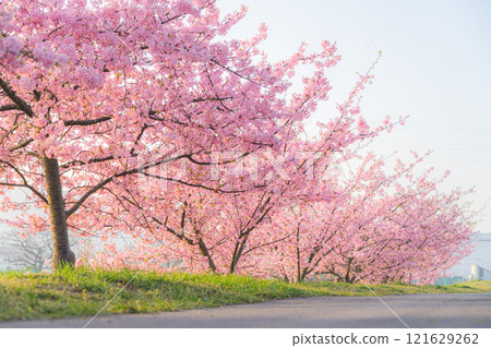Kawazu cherry blossoms blooming on the bank Kawazu cherry blossoms blooming on the bank 121629262