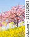 Scenery with Kawazu cherry blossoms and rape blossoms 121629263