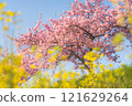 Kawazu cherry blossoms blooming in the rape field 121629264