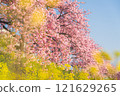 Landscape with field of rapeseed and cherry blossoms 121629265