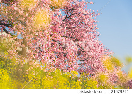 Landscape with field of rapeseed and cherry blossoms Landscape with field of rapeseed and cherry blossoms 121629265