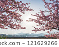Light shining through the rows of cherry blossom trees 121629266