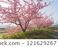 Kawazu Sakura is in full bloom 121629267