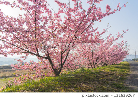 Kawazu Sakura is in full bloom 121629267