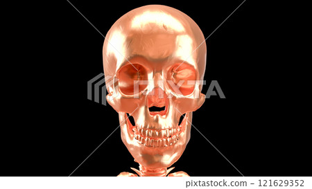 The Copper skeleton on black background for education or sci concept 3d rendering. The Copper skeleton on black background for education or sci concept 3d rendering. 121629352