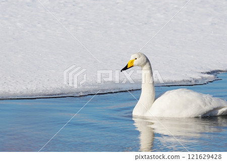 天鵝漂浮在湖面上 121629428