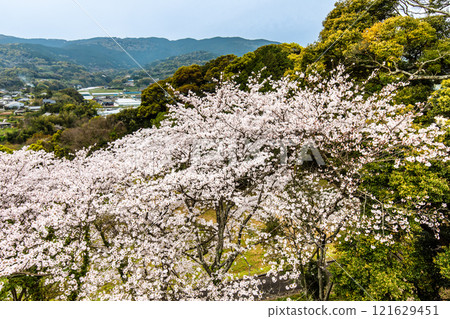 Cherry blossoms at Kinkai Central Park [Nagasaki City] 121629451