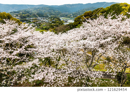 江東海中央公園的櫻花【長崎市】 121629454