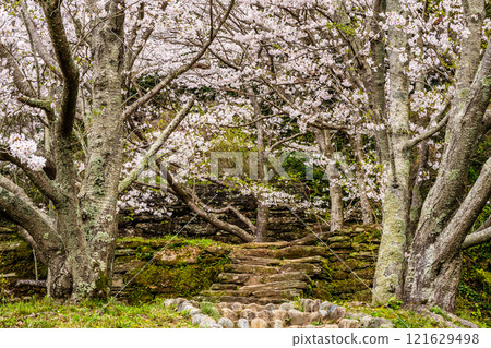 江東海中央公園的櫻花【長崎市】 121629498