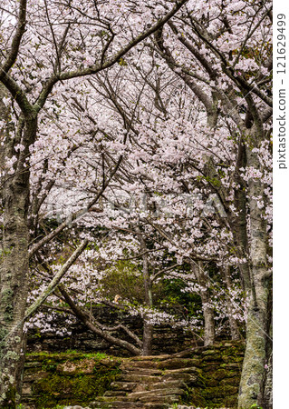 江東海中央公園的櫻花【長崎市】 江東海中央公園的櫻花【長崎市】 121629499