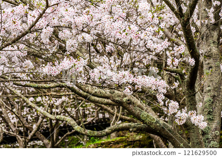 江東海中央公園的櫻花【長崎市】 121629500
