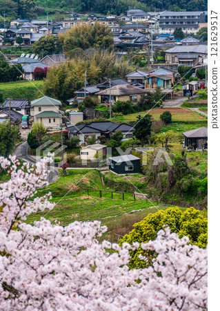 Cherry blossoms at Kinkai Central Park [Nagasaki City] 121629517
