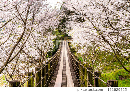 江東海中央公園的櫻花【長崎市】 121629525