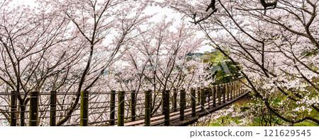 江東海中央公園的櫻花全景【長崎市】 121629545