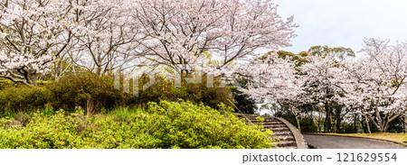 Panorama of cherry blossoms at Kinkai Central Park [Nagasaki City] 121629554