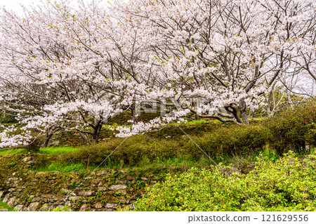 Cherry blossoms at Kinkai Central Park [Nagasaki City] 121629556