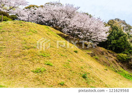 江東海中央公園的櫻花【長崎市】 121629568