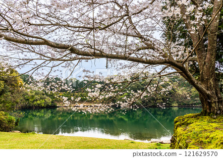 江東海中央公園的櫻花【長崎市】 江東海中央公園的櫻花【長崎市】 121629570