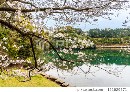 Cherry blossoms at Kinkai Central Park [Nagasaki City] 121629571