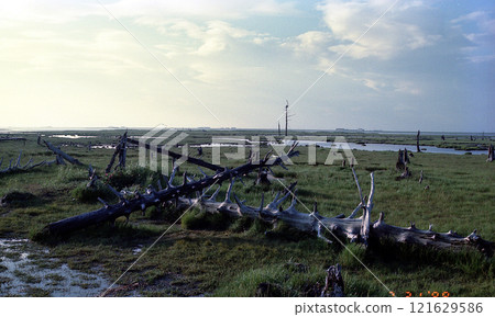 Todowara, Notsuke Peninsula, Hokkaido, 1988 Todowara, Notsuke Peninsula, Hokkaido, 1988 121629586