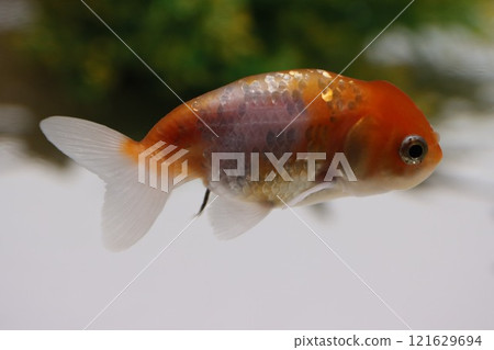 《2024 Autumn Goldfish Show》An exquisite combination of goldfish, lights, and autumn leaves 《2024 Autumn Goldfish Show》An exquisite combination of goldfish, lights, and autumn leaves 121629694