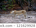 Lions encountered during a game drive 121629928