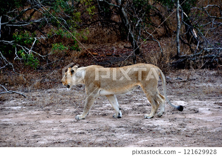 Lions encountered during a game drive 121629928