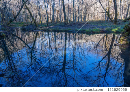 A scene of deciduous trees reflected in a tranquil pond 121629966