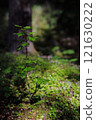 Deep inside the forest 121630222