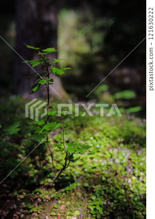 Deep inside the forest 121630222